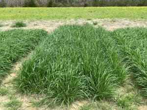 TetraStar (left) | FrostProof (center) | Trinova (right) at Blackbelt Research Center in Marion Junction, Al, on March 13, 2024.