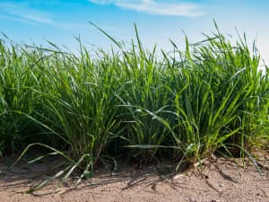 FrostProof Diploid Annual Ryegrass in a field.
