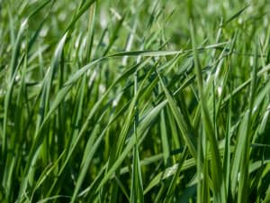 FrostProof Diploid Annual Ryegrass in a field.