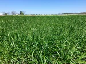 FrostProof Diploid Annual Ryegrass in a field.
