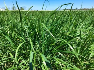 FrostProof Diploid Annual Ryegrass in a field.