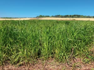 FrostProof Diploid Annual Ryegrass in a field.