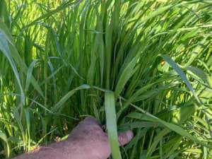 FrostProof Diploid Annual Ryegrass in a field.