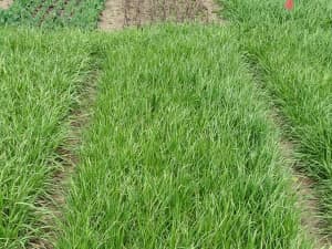 FrostProof Diploid Annual Ryegrass in a field.