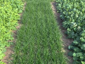 FrostProof Diploid Annual Ryegrass in a field.