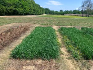 FrostProof Diploid Annual Ryegrass in a field.