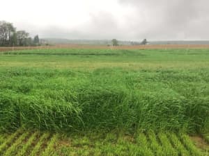 Frostproof diploid annual ryegrass in a Penn State University's annual ryegrass trial on May 5, 2021.