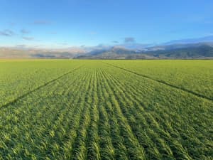 FrostProof in production fields.