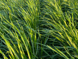 FrostProof in production fields.