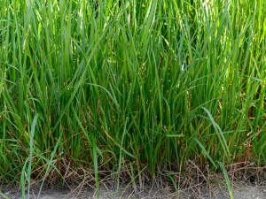 Close-up of dense, healthy green grass blades with varied textures and shades of green.