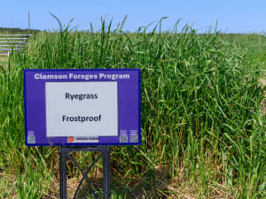 Clemson Forages Program sign labeled “Ryegrass – FrostProof” standing in front of a dense plot of tall green ryegrass.