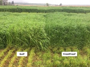 Gulf (left) compared to FrostProof (right) in Penn State University's annual ryegrass trial.