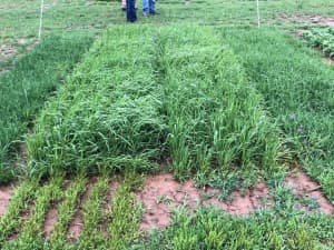 Zenyatta, Basho, Climax and KY-Early in trial plots at Penn State University on May 5, 2021.