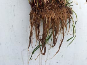 Close up of the roots of Lowboy.