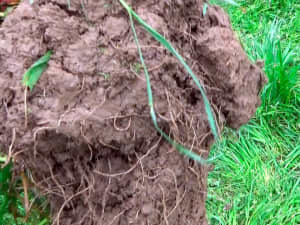 Close up of root ball of a Lowboy plant.