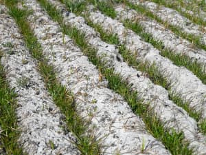 Short rows of grass cover crop in sandy soil.