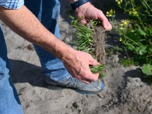 A person outdoors holds up a clump of grass with soil and exposed roots, examining it closely. They’re standing on sandy, dry soil with scattered vegetation in the background.
