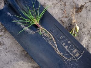 Grass plant with exposed roots laying on a black shovel head. Roots are about 6 inches long. The soil around the shovel is sandy and dry.
