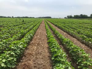 Cotton planted into LowBoy - Leighton, AL, 6/24/2019