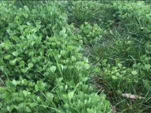 LowBoy ryegress in a cover crop mix with crimson clover.