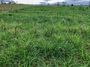 Lowboy annual ryegrass used as a cover crop following cotton.