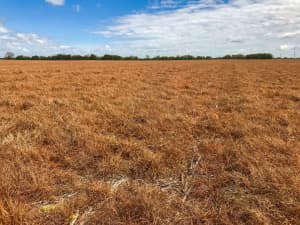 Lowboy annual ryegrass used as a cover crop after burndown.