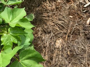Lowboy annual ryegrass used as cover crop before cotton.