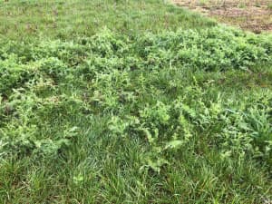 Lowboy annual ryegrass planted with AU Merit vetch as a cover crop following cotton.