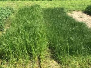 LowBoy in South Charleston, OH trial plot.