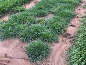 LowBoy in Florida trial plot.