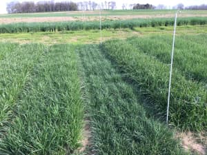 LowBoy in Penn State University trial plot.