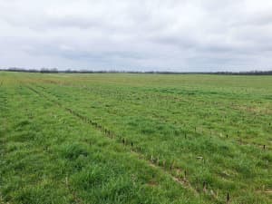 Lowboy annual ryegrass used as a cover crop following corn.