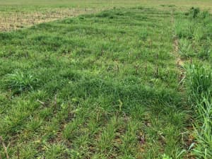 Lowboy annual ryegrass used as a cover crop following cotton.