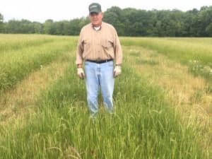 LowBoy at maturity - Marion, IL, May 2017