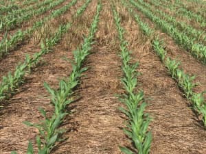 Planting into LowBoy ryegrass and crimson clover cover crop mix.