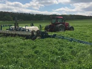 Corn coming up in dead LowBoy/crimson clover mix.