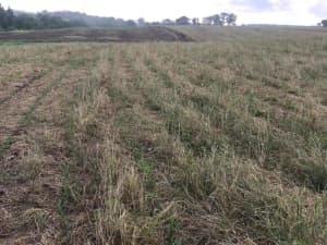 LowBoy ryegrass in a field.