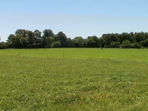 You may not be able to see it clearly, but there is a visible difference between the performance of the Persist pasture and the KY-31 pasture behind it.