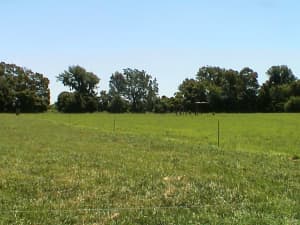 Another comparison shot between Persist and KY-31. Persist is the field in the front.