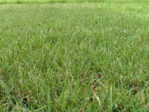 Close up of Persist plants coming back after intense down-to the dirt grazing.