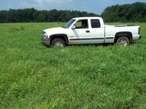 A 7-year old field of Persist orchardgrass.