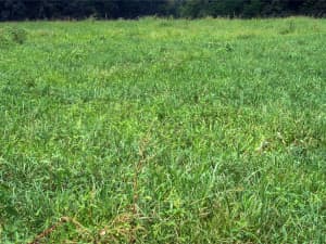 A 7-year old field of Persist orchardgrass.