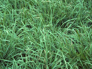 Close-up of five-year old Persist field.