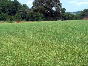 Persist Orchardgrass. Planted 2002, photo taken August 2003.