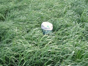 Persist Orchardgrass at University of Kentucky.
