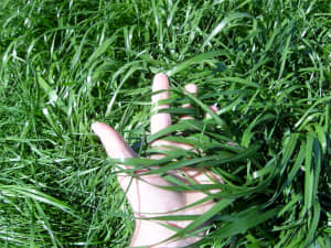 Close-up of Persist Orchardgrass at University of Kentucky.