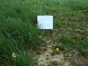 Persist (on the left) under continuous grazing during a cold winter.
