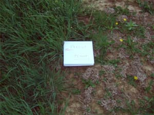 Under continuous grazing, Persist (on the left) shows no winter damage.