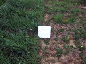 Persist (on the left) after 4 years of continuous grazing.