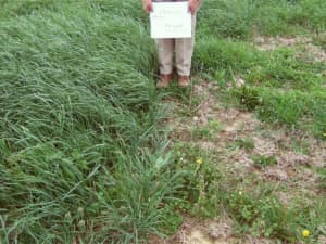 Persist (on the left) under continuous grazing.